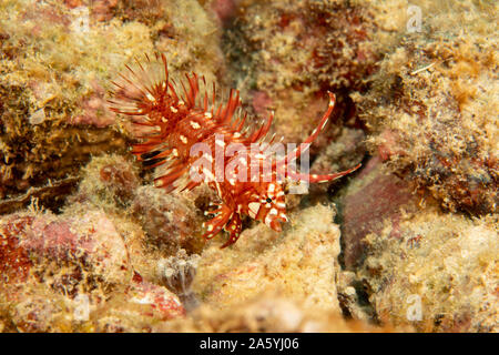 Dies ist die juvenile Phase des rockmover wrasse, Novaculichthys taeniourus, wird manchmal auch als Dragon wrasse, Yap in Mikronesien bezeichnet. Stockfoto