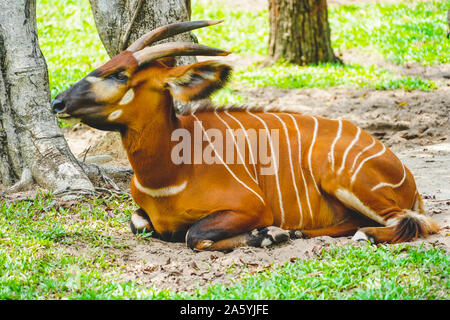 Wild antelope Bongos im Zoo in Phu Quoc, Vietnam bei Tageslicht Stockfoto