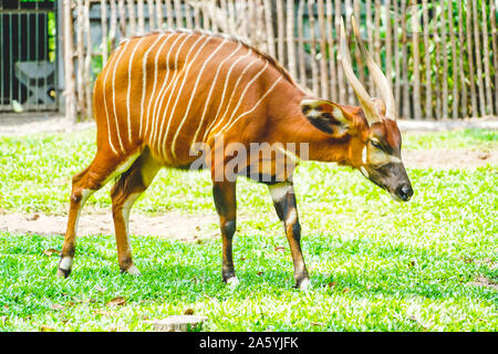 Wild antelope Bongos im Zoo in Phu Quoc, Vietnam bei Tageslicht Stockfoto