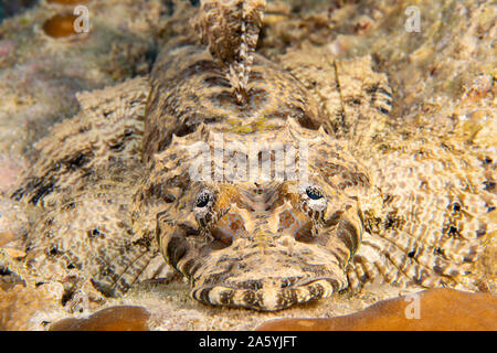 Ein Gesicht auf Blick an ein Krokodil Fisch, Cymbacephalus beauforti, auf ein Riff vor der Insel Yap in Mikronesien. Stockfoto