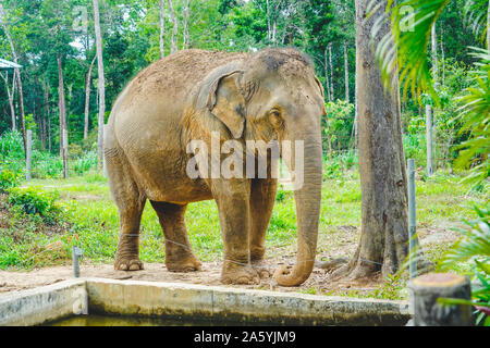 Ein Elefant allein im Zoo bei Tageslicht in Phu Quoc, Vietnam. Stockfoto