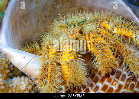 Haarige gelb Einsiedlerkrebs oder großen haarigen Einsiedlerkrebs, Aniculus Maximus, in ein Rebhuhn tun shell Tonna perdix, Hawaii. Stockfoto