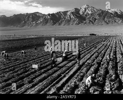 Foto der Landarbeiter mit Mt. Williamson im Hintergrund, manzanar Relocation Center. Von Ansel Adams (1902-1984), US-amerikanischer Fotograf und Umweltschützer, bekannt für seine schwarzen und weißen Landschaft Fotografien des amerikanischen Westens, vor allem der Yosemite Nationalpark bekannt fotografiert. Vom 1943 Stockfoto