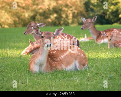 Herde Damhirsche Ausruhen im Schatten an einem sonnigen Tag Stockfoto