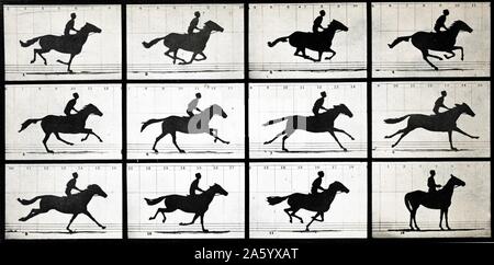 Pferd in Bewegung von Eadweard Muybridge (1830-1904), ein englischer Fotograf für seine Pionierarbeit im fotografischen Studien der Bewegung wichtig und frühen Arbeiten in Bewegtbild-Projektion. Vom Jahre 1877 Stockfoto