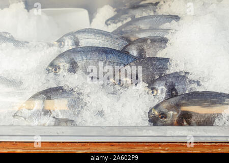 Frischen, rohen Fisch im Kühlschrank der Supermarkt oder Restaurant in Eis. Meeresfrüchte gesundes Essen Konzept Stockfoto