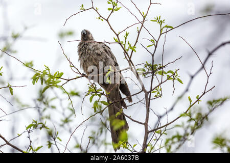 Grau - Vogel auf einem Zweig nach Regen, Namibia, Afrika Stockfoto