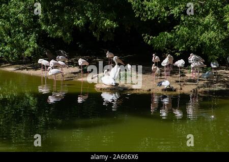 Frankreich, Rhône, Lyon, Parc de la Tête d'Or, Tiere, rosa Flamingos, Stockfoto