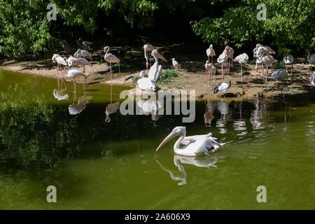 Frankreich, Rhône, Lyon, Parc de la Tête d'Or, Tiere, rosa Flamingos, Stockfoto