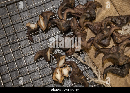 Wasser caltrop auf schwarzem Hintergrund, Wasser, Kastanie, Trapa natans Stockfoto