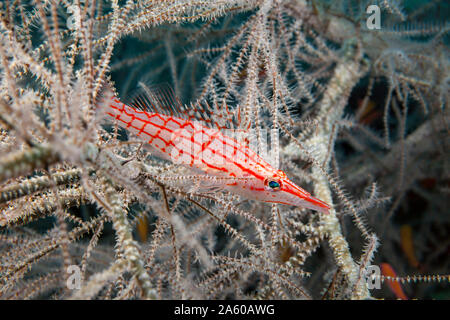 Longnose fischfreundschaften Oxycirrhites typus, tief in einem Baum von schwarzen Korallen, Tulamben, Bali, Indonesien. Stockfoto