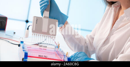 Laden von Samples und läuft einem Agarosegel für Elektrophorese Gelelektrophorese ist der Standard lab Verfahren zur Trennung von DNA Stockfoto