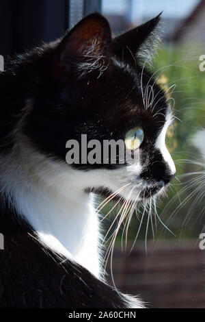 Tuxedo Black und White Cat Blick aus dem Fenster Stockfoto