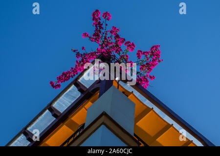 Dach Garten Stockfoto