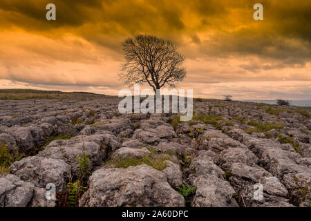 Einsamer Baum oben Malham Cove in den Yorkshire Dales auf einem späten Herbst Tag Wie die Sonne beginnt zu Dip Stockfoto