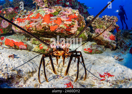 Diver (MR) und eine gebänderte Langusten, Panulirus marginatus, eine endemische Art, Hawaii. Stockfoto