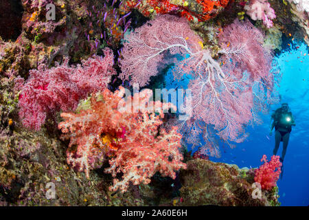 Diver (MR) mit Gorgonien und Korallen alcyonarian, Fidschi. Stockfoto