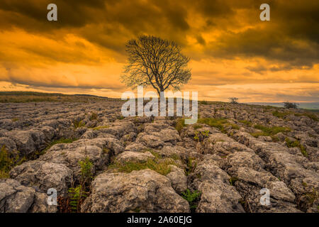 Einsamer Baum oben Malham Cove in den Yorkshire Dales auf einem späten Herbst Tag Wie die Sonne beginnt zu Dip Stockfoto