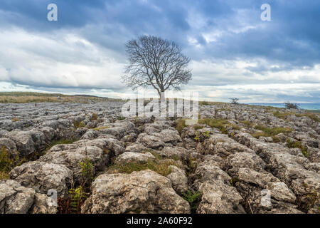 Einsamer Baum oben Malham Cove in den Yorkshire Dales auf einem späten Herbst Tag Wie die Sonne beginnt zu Dip Stockfoto