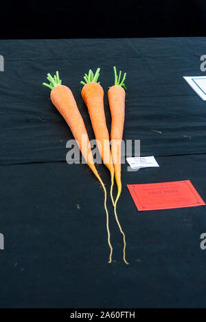 Den ersten Preis in der Klasse 187, 3 lange Karotten, im Gartenbau Zelt bei der Frome Käse zeigen, 14. September 2019 Stockfoto