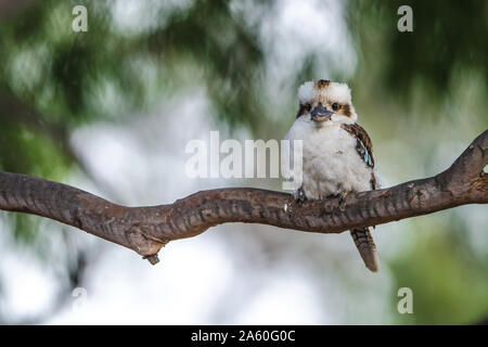 Das Hocken Kookaburra Stockfoto