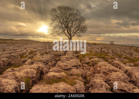 Einsamer Baum oben Malham Cove in den Yorkshire Dales auf einem späten Herbst Tag Wie die Sonne beginnt zu Dip Stockfoto