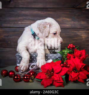 English Setter Welpen mit Weihnachtsstern rot Blumen. Stockfoto