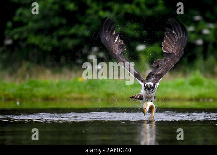 Osprey aufholen und voll mit offenen Flügeln Stockfoto