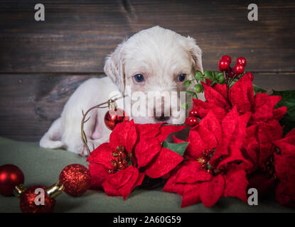 English Setter Welpen mit Weihnachtsstern rot Blumen. Stockfoto