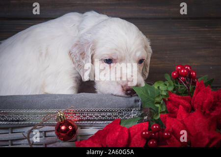 English Setter Welpen mit Weihnachtsstern rot Blumen. Stockfoto