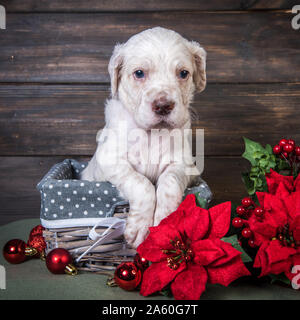 English Setter Welpen mit Weihnachtsstern rot Blumen. Stockfoto