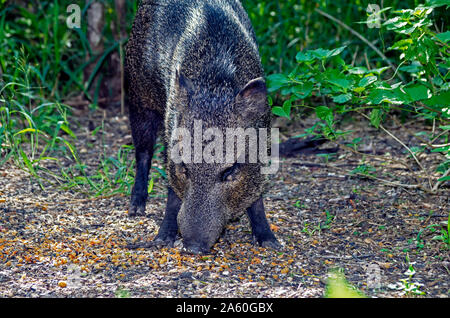 Collared peccary, Pecari tajacu oder Javelina Feeds auf gefallene Vogelfutter aus einer Zuführung an der South Texas Botanischen Gärten in Corpus Christi, Texas, USA Stockfoto