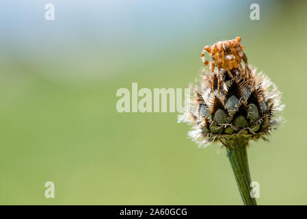 Süße kleine Spinne sitzt auf einer Blume Stockfoto