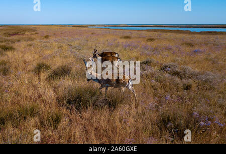 Sika Hirsche im Herbst Steppe, Herde von Rehen im Herbst steppe Antenne, Luftaufnahme der Hirsche in freier Wildbahn Stockfoto