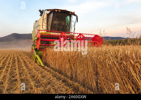 Die ökologische Landwirtschaft, Weizen, Ernte, Mähdrescher am Abend Stockfoto