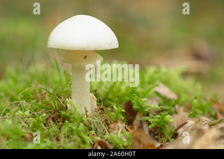 Amanita phalloides - der Tod Kappe, ist ein tödlich giftig basidiomycet Pilz, eine von vielen in der Gattung Amanita. Stockfoto