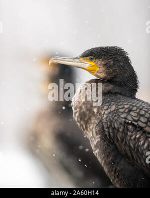 Porträt einer Kormoran (Phalacrocorax carbo) in einem Schneesturm, von anderen mit selektiven Fokus isoliert, kiskunsag Natinal Park, Ungarn Stockfoto