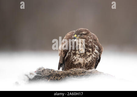 Mäusebussard (Buteo buteo), Fütterung auf ein Hase (Lepus europaeus)), Koros - maros Nationalpark, Ungarn Stockfoto