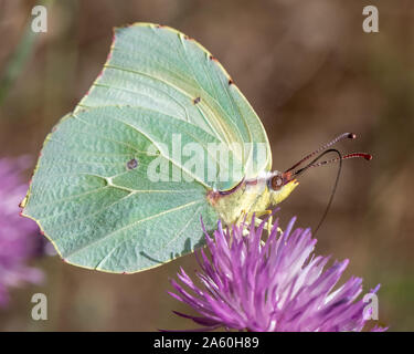 Cleopatra Schmetterling (Gonepteryx cleopatra) Fütterung auf einer unbekannten wilde Blume, Provence, Frankreich Stockfoto