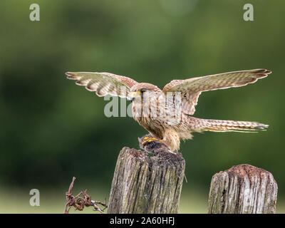 Juvenile Turmfalke (Falco tinnunculus) auf einem Zaunpfosten, Lincolnshire, Großbritannien Stockfoto