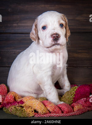 English Setter Welpe mit warmer Schal gestrickt. Stockfoto