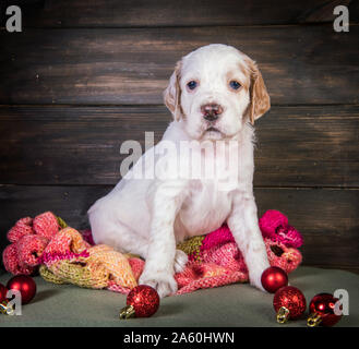 English Setter Welpe mit warmer Schal gestrickt. Stockfoto