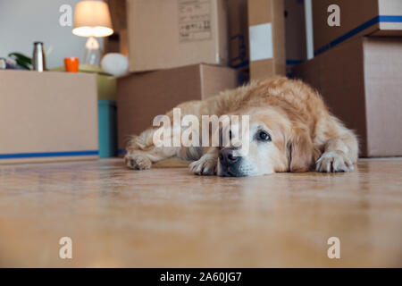 Hund liegend auf dem Boden vor der Kartons in einem leeren Raum in ein neues Zuhause. Stockfoto