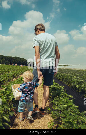 Vater und Sohn Kommissionierung Erdbeeren in Erdbeere Plantage Stockfoto