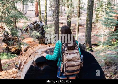 Frau mit Rucksack wandern unter den riesigen Bäumen im Wald im Sequoia National Park, Kalifornien, USA Stockfoto