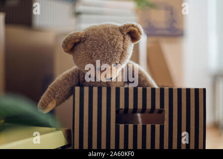 Teddybär innen Karton in einem neuen Haus Stockfoto