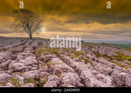 Einsamer Baum oben Malham Cove in den Yorkshire Dales auf einem späten Herbst Tag Wie die Sonne beginnt zu Dip Stockfoto