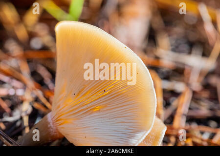 Close-up Tawny Trichter Pilze in einem Pinienwald Plantage in Tokai Forest Kapstadt Stockfoto