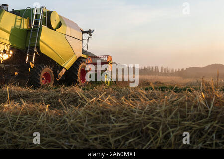 Die ökologische Landwirtschaft, Weizen, Ernte, Mähdrescher am Abend Stockfoto