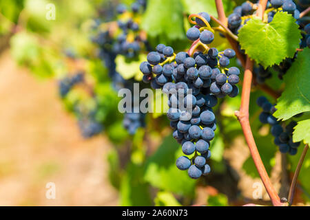 Deutschland, Rheinland-Pfalz, Mayschoss, Ahrtal, Weinstock, blaue Traube, Nahaufnahme Stockfoto